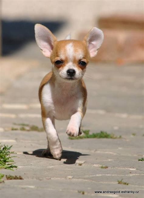 4907 best Chihuahua mon amour! images on Pinterest | Chihuahuas ...