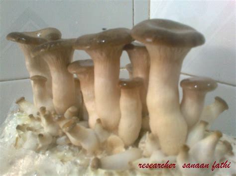 Cultivation of pleurotus eryngii | Download Scientific Diagram