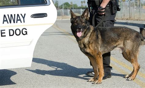 American Police Dog Breeds