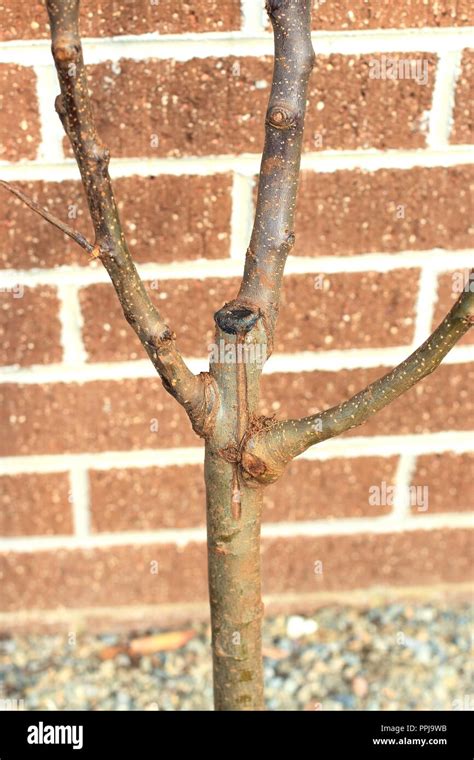 Multi grafted apple tree branches Stock Photo - Alamy