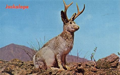 Jackalope - Description, History, Myths & Interpretations | Mythology.net