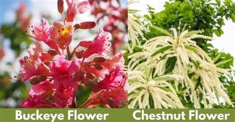 Buckeye vs Chestnut | What's the Difference? - Timber Blogger