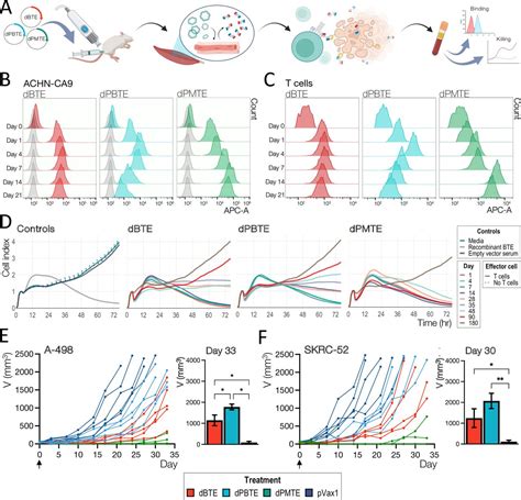 Format-tuning of in vivo-launched bispecific T cell engager enhances efficacy against renal cell ...