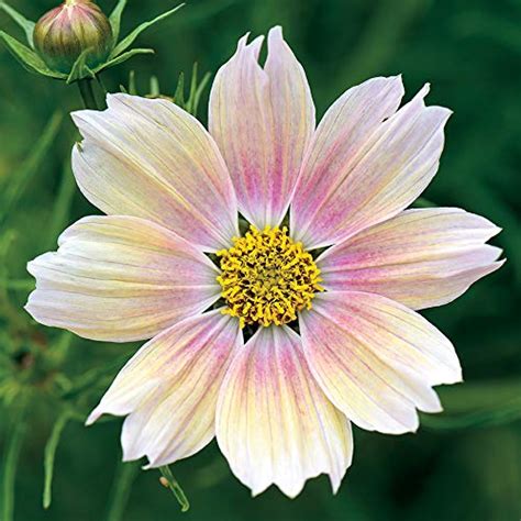 25 of the Best Cosmos Flower Cultivars | Gardener’s Path