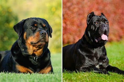 Cane Corso Vs Rottweiler: Which One Is The Better Guard Dog?