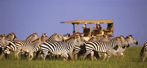 Chobe National Park - Wild Times Safaris