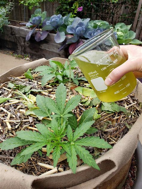 How to Make Stinging Nettle Fertilizer Tea to Feed Plants ~ Homestead and Chill