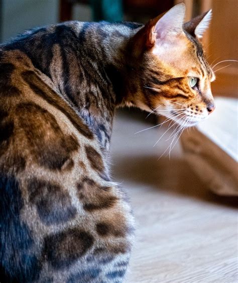 Bengal Cat Breed Profile | Litter-Robot