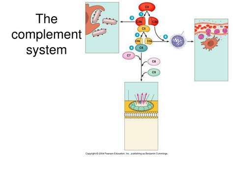 PPT - The Complement system PowerPoint Presentation, free download - ID ...