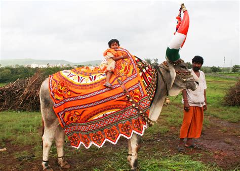 Bail Pola - A Festival to Show Gratitude to Hard-Working Bulls