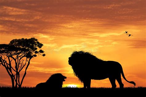 Lion silhouette at sunset stock illustration. Illustration of wild ...