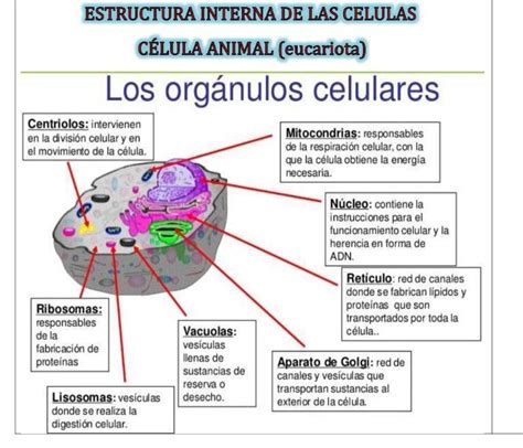 partes y funciones de la celula vegetal y animal - Brainly.lat