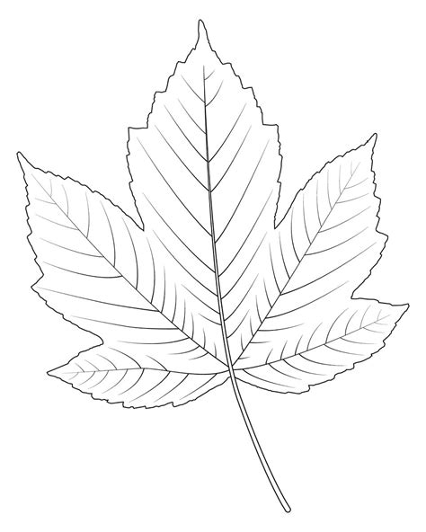 Maple Leaf Printable coloring page - Download, Print or Color Online ...