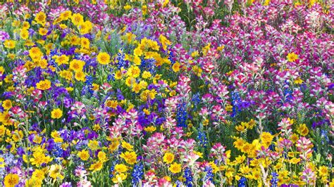 Wildflowers In Spring Wallpapers - Wallpaper Cave