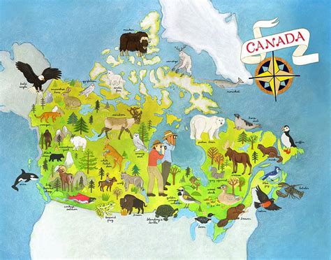 Jessica Rae Gordon: Animals of Canada Illustrated Map