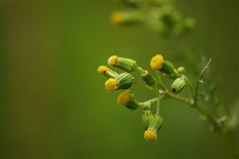 Senecio vulgaris - Klein kruiskruid | Klein kruiskruid vind … | Flickr