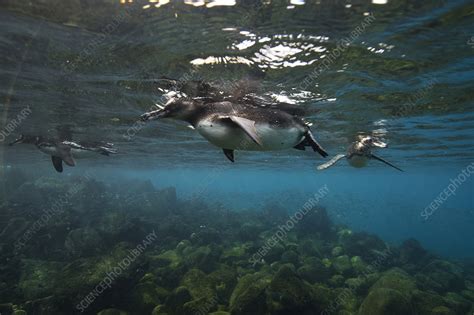 Galapagos penguins swimming - Stock Image - F012/0242 - Science Photo ...