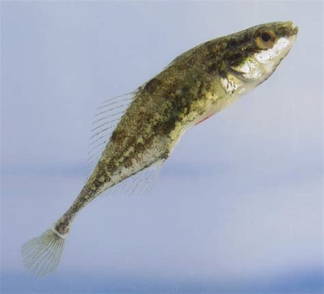 Stickleback Fish In Freshwater And Saltwater