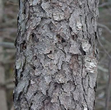 Photo of Bark of Black Cherry Tree - Nature of New England