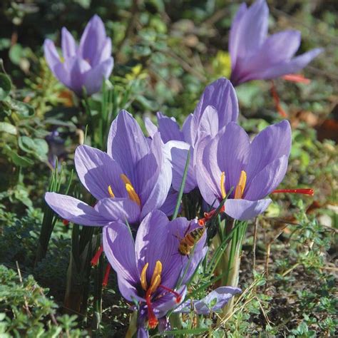 Crocus sativus: Saffron Crocus | Saffron crocus, Crocus, White flower farm