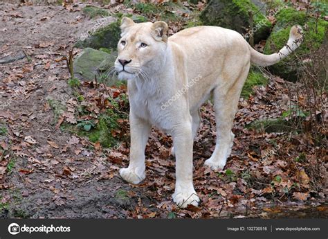 Beautiful white lioness Stock Photo by ©EBFoto 132730516