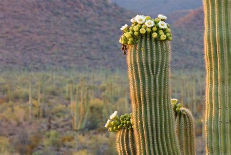 Saguaro | San Diego Zoo Animals & Plants