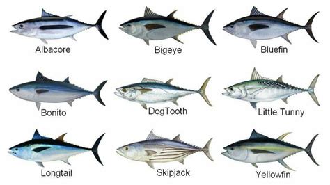 Different Types Of Tuna Know The Difference Get To Know Your Fish | My ...