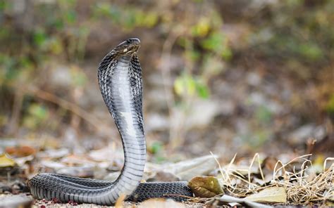 Download wallpaper 3840x2400 cobra, snake, scales, wildlife 4k ultra hd 16:10 hd background