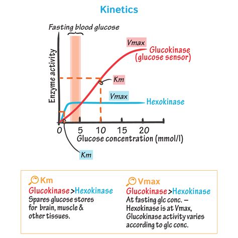 Biochemistry Glossary: Hexokinase vs. Glucokinase | Draw It to Know It