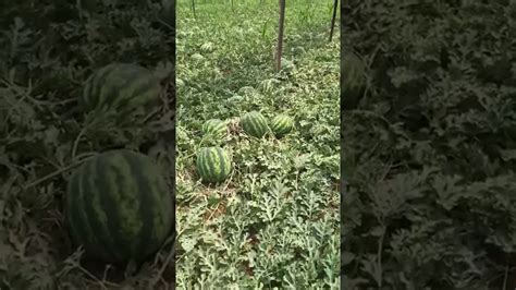 Watermelon Farming - YouTube