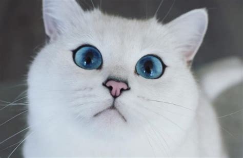 6 Breeds of White Cats with Blue Eyes | Moesonson