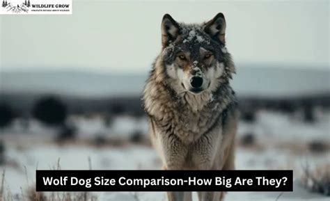 Wolf Dog Size Comparison-How Big Are They? - WildLifeGrow