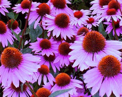 "CONEFLOWER - PURPLE" - DAISY SEEDS, PURPLE CONEFLOWER SEEDS, WILDFLOWER SEEDS | Purple ...