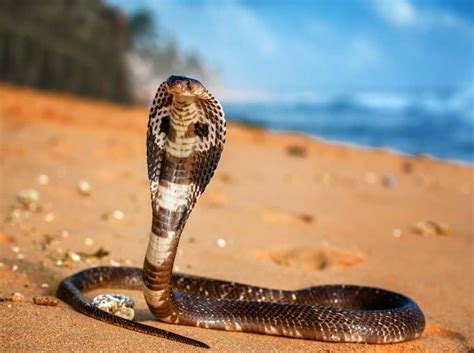 King Cobra Animal Facts | Ophiophagus hannah - AZ Animals