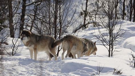 Wolves Walking Into Winter Forest On Snowy Stock Footage SBV-338222011 - Storyblocks