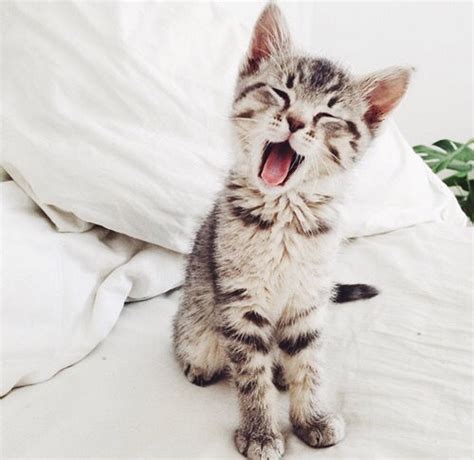 Yawning Cat Pictures, Photos, and Images for Facebook, Tumblr ...