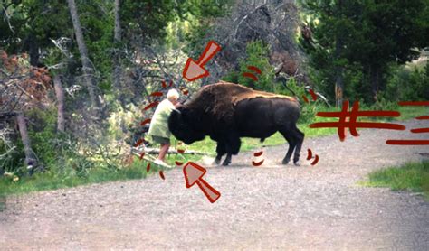 What to do if a Bison (Buffalo) Attacks - Stone Age Man