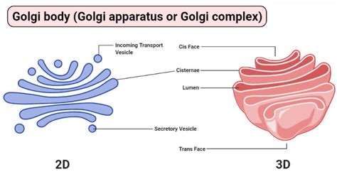 Golgi Body (Golgi Complex): Structure, Functions