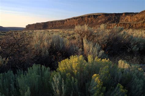 Shrub-steppe Explorations: Our Stewards bring the Coulee To You — The Nature Conservancy in ...