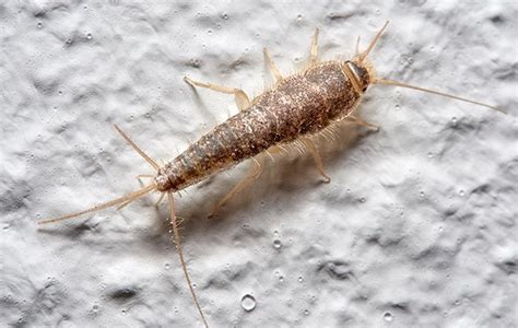 The Ultimate Guide To Silverfish Control