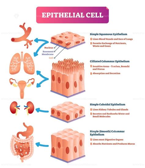 Epithelial Tissue Anatomy Pdf