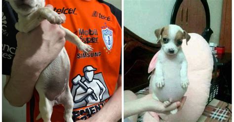 Twitter viral: ‘Perrito panzón’: ¿cuál es el origen de la mascota del ...