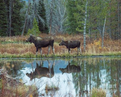 Mother and Baby Moose Reflection Photograph by Rebecca Margraf - Fine ...