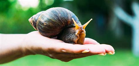 Giant African Land Snail - Can You Keep This Mighty Mollusc As A Pet?