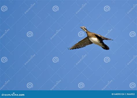 Female Wood Duck Flying in a Blue Sky Stock Photo - Image of animal ...