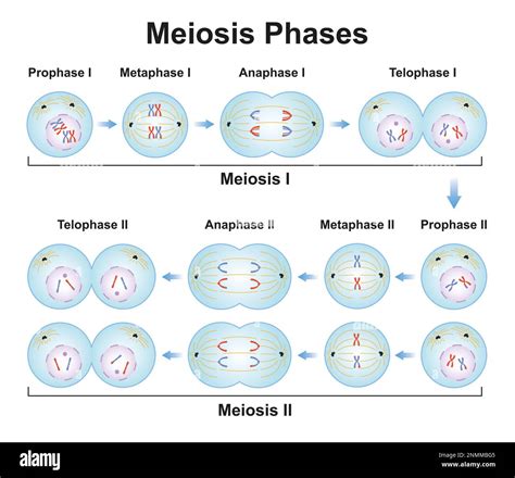 What Is The Point Of Meiosis Ii Considering Meiosis I