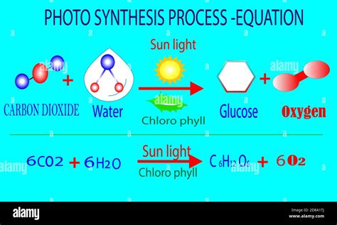 Plants photosynthesis process - equation Stock Vector Image & Art - Alamy