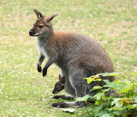 Basic Care: Wallabies | Arizona Exotics | Resources