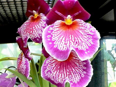 Orchid Miltonia Care | Faddegon's Nursery, Inc.