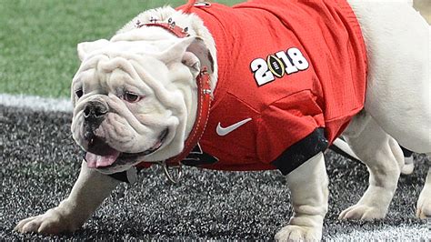 BREAKING: Former UGA Football Mascot "Que" Passes in Sleep | Dawg Post